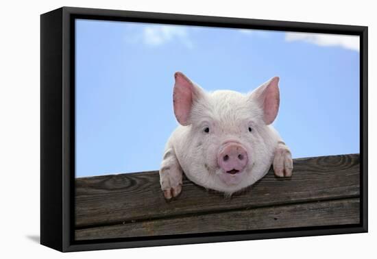 Pigs Piglets Looking over Fence-null-Framed Premier Image Canvas