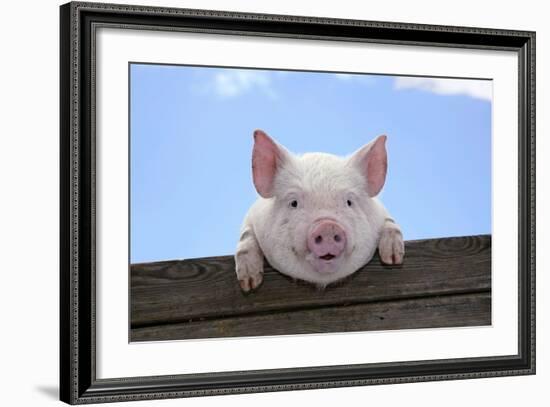 Pigs Piglets Looking over Fence-null-Framed Photographic Print