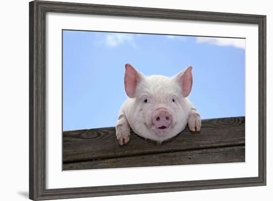 Pigs Piglets Looking over Fence-null-Framed Photographic Print