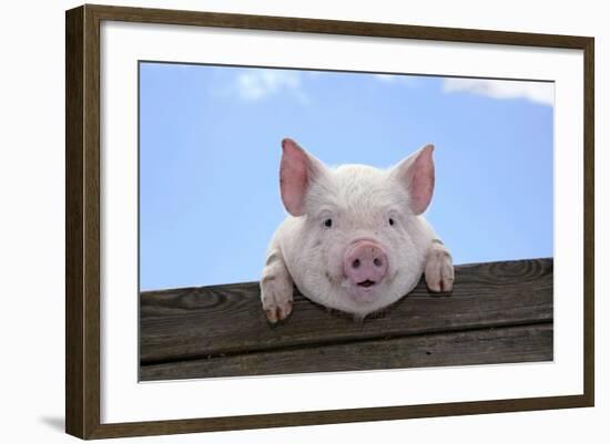 Pigs Piglets Looking over Fence--Framed Photographic Print