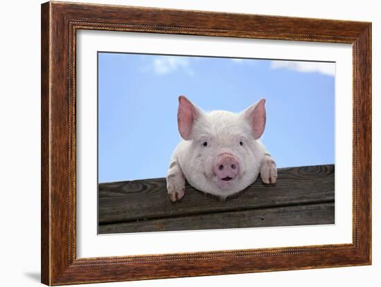 Pigs Piglets Looking over Fence-null-Framed Photographic Print