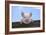 Pigs Piglets Looking over Fence-null-Framed Photographic Print