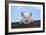 Pigs Piglets Looking over Fence-null-Framed Photographic Print