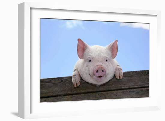 Pigs Piglets Looking over Fence-null-Framed Photographic Print