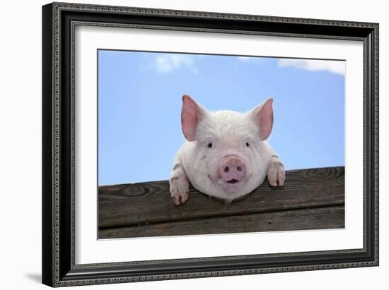 Pigs Piglets Looking over Fence-null-Framed Photographic Print