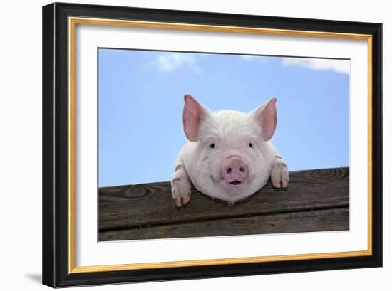 Pigs Piglets Looking over Fence-null-Framed Photographic Print