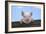 Pigs Piglets Looking over Fence-null-Framed Photographic Print