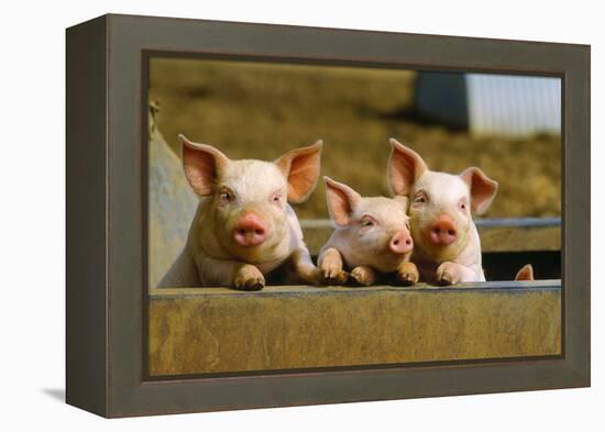 Pigs Piglets X Three Peering over Wall-null-Framed Premier Image Canvas