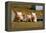 Pigs Piglets X Three Peering over Wall-null-Framed Premier Image Canvas