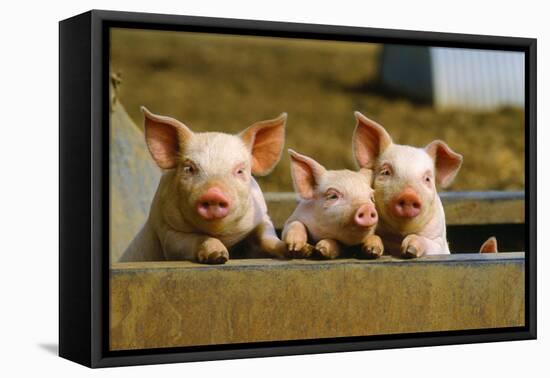 Pigs Piglets X Three Peering over Wall-null-Framed Premier Image Canvas