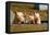 Pigs Piglets X Three Peering over Wall-null-Framed Premier Image Canvas