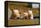 Pigs Piglets X Three Peering over Wall-null-Framed Premier Image Canvas