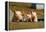Pigs Piglets X Three Peering over Wall-null-Framed Premier Image Canvas