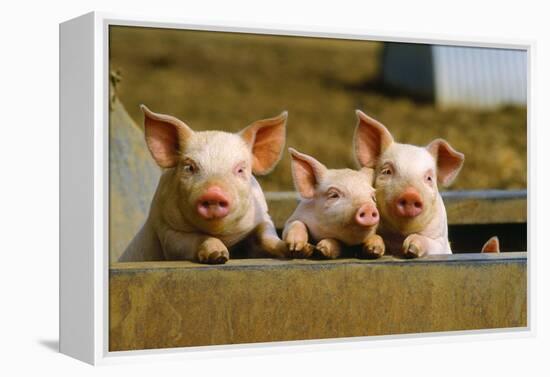 Pigs Piglets X Three Peering over Wall-null-Framed Premier Image Canvas