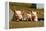 Pigs Piglets X Three Peering over Wall-null-Framed Premier Image Canvas