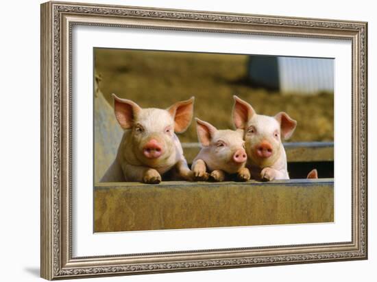 Pigs Piglets X Three Peering over Wall-null-Framed Photographic Print