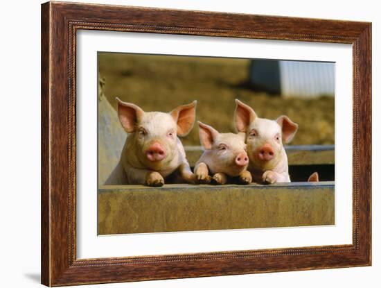 Pigs Piglets X Three Peering over Wall-null-Framed Photographic Print