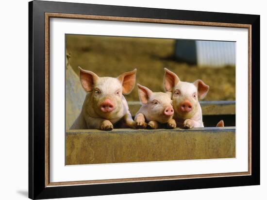 Pigs Piglets X Three Peering over Wall-null-Framed Photographic Print