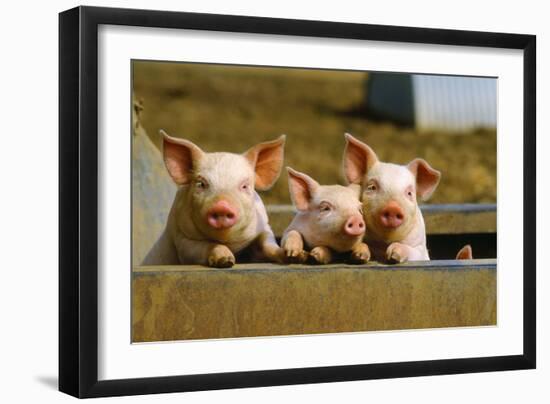 Pigs Piglets X Three Peering over Wall-null-Framed Photographic Print