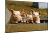 Pigs Piglets X Three Peering over Wall-null-Mounted Photographic Print