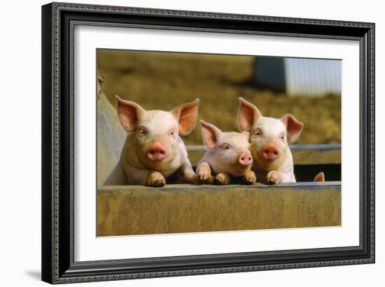 Pigs Piglets X Three Peering over Wall-null-Framed Photographic Print