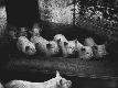 Premium Photographic Print