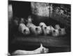 Premium Photographic Print