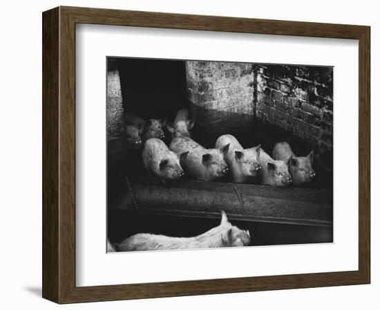 Pigs-null-Framed Photographic Print