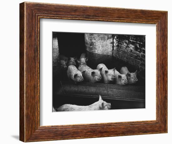 Pigs-null-Framed Photographic Print