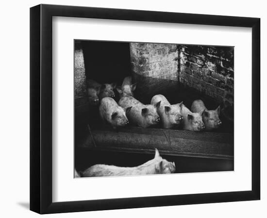 Pigs-null-Framed Photographic Print