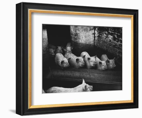 Pigs-null-Framed Photographic Print