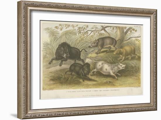 Pigs-null-Framed Giclee Print