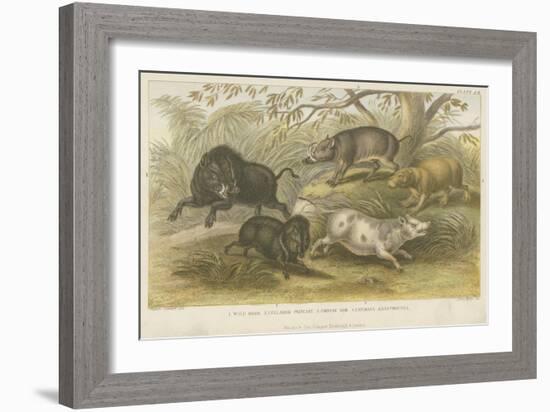 Pigs-null-Framed Giclee Print