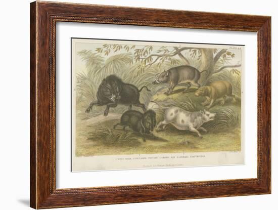 Pigs-null-Framed Giclee Print