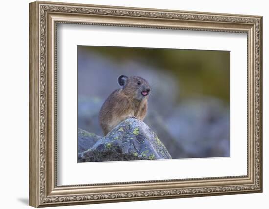 Pika, a Non-Hibernating Mammal Closely Related to Rabbits, Licks its Tongue at its Rock Home-Gary Luhm-Framed Photographic Print