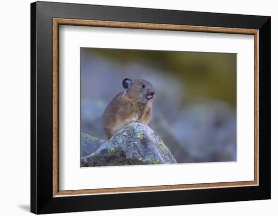 Pika, a Non-Hibernating Mammal Closely Related to Rabbits, Licks its Tongue at its Rock Home-Gary Luhm-Framed Photographic Print