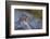 Pika, a Non-Hibernating Mammal Closely Related to Rabbits, Licks its Tongue at its Rock Home-Gary Luhm-Framed Photographic Print