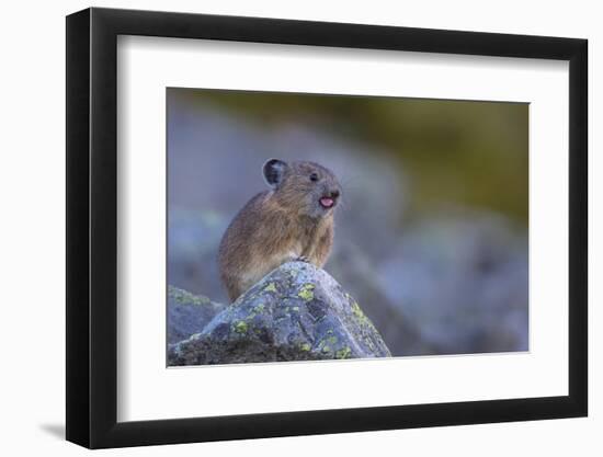 Pika, a Non-Hibernating Mammal Closely Related to Rabbits, Licks its Tongue at its Rock Home-Gary Luhm-Framed Photographic Print