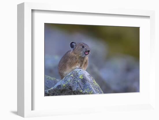 Pika, a Non-Hibernating Mammal Closely Related to Rabbits, Licks its Tongue at its Rock Home-Gary Luhm-Framed Photographic Print