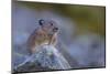 Pika, a Non-Hibernating Mammal Closely Related to Rabbits, Licks its Tongue at its Rock Home-Gary Luhm-Mounted Photographic Print