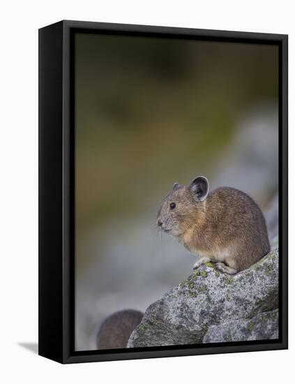 Pika, a Non-Hibernating Mammal Closely Related to Rabbits-Gary Luhm-Framed Premier Image Canvas