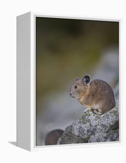 Pika, a Non-Hibernating Mammal Closely Related to Rabbits-Gary Luhm-Framed Premier Image Canvas