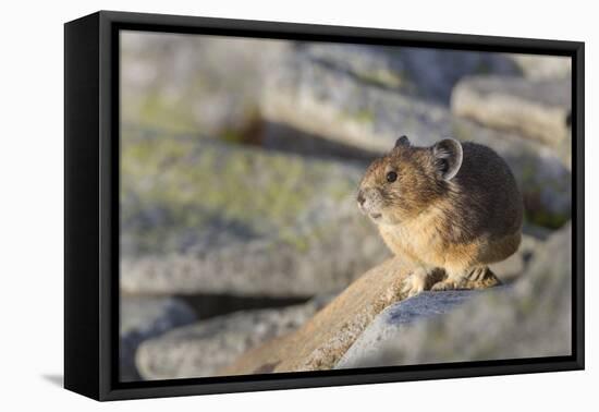 Pika, a Non-Hibernating Mammal Closely Related to Rabbits-Gary Luhm-Framed Premier Image Canvas