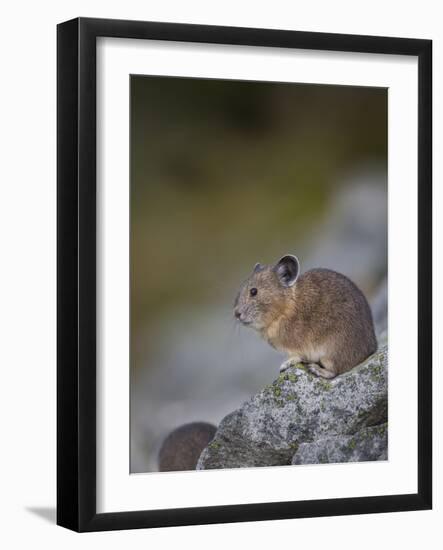 Pika, a Non-Hibernating Mammal Closely Related to Rabbits-Gary Luhm-Framed Photographic Print