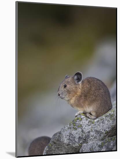 Pika, a Non-Hibernating Mammal Closely Related to Rabbits-Gary Luhm-Mounted Photographic Print