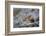 Pika, a Non-Hibernating Mammal Closely Related to Rabbits-Gary Luhm-Framed Photographic Print