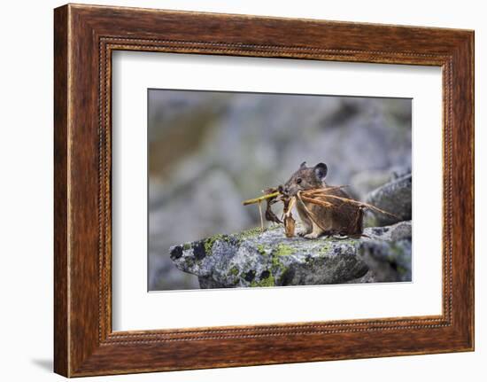 Pika, a Non-Hibernating Mammal Closely Related to Rabbits-Gary Luhm-Framed Photographic Print