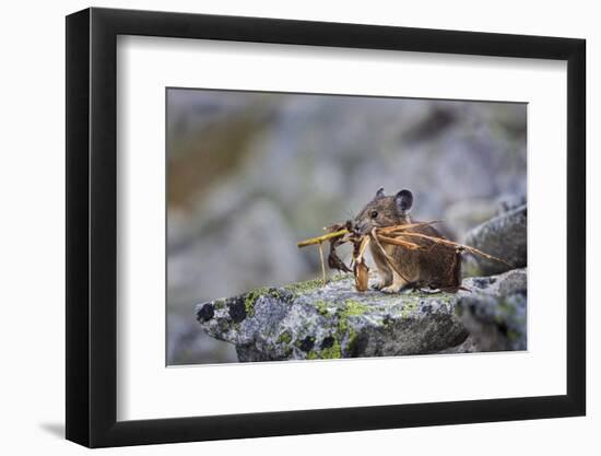 Pika, a Non-Hibernating Mammal Closely Related to Rabbits-Gary Luhm-Framed Photographic Print