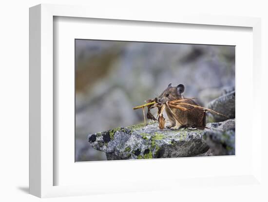 Pika, a Non-Hibernating Mammal Closely Related to Rabbits-Gary Luhm-Framed Photographic Print