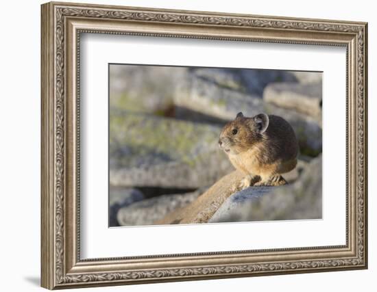 Pika, a Non-Hibernating Mammal Closely Related to Rabbits-Gary Luhm-Framed Photographic Print